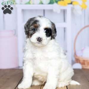 Chase, Mini Bernedoodle Puppy